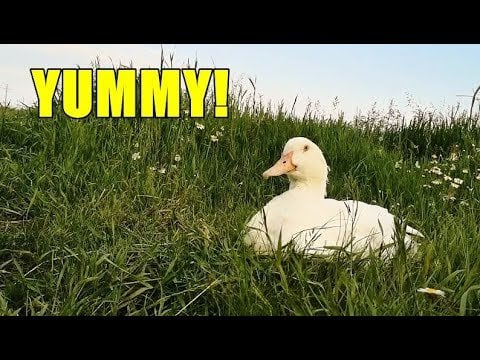#アヒル が野原で朝食に新緑の草を食べています！