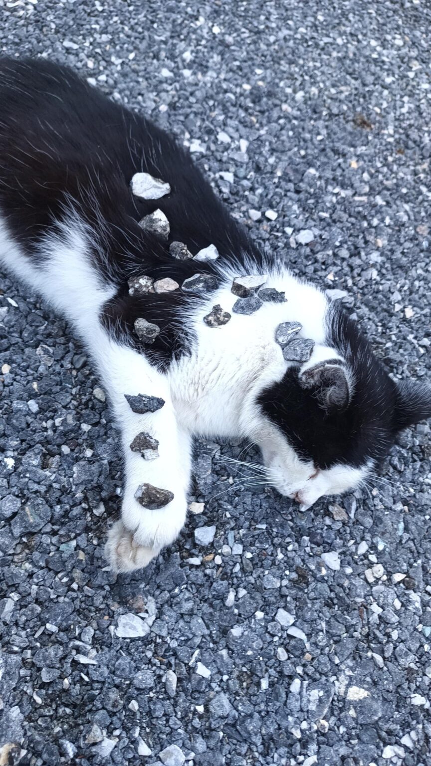 キャットボット