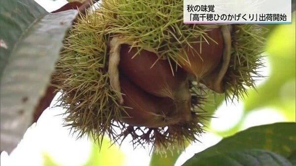 宮崎県日之影町 秋の味覚「栗」の出荷始まる