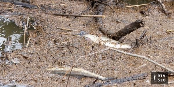 無責任な行動により、ロブニカ川で多数の魚が死んだ