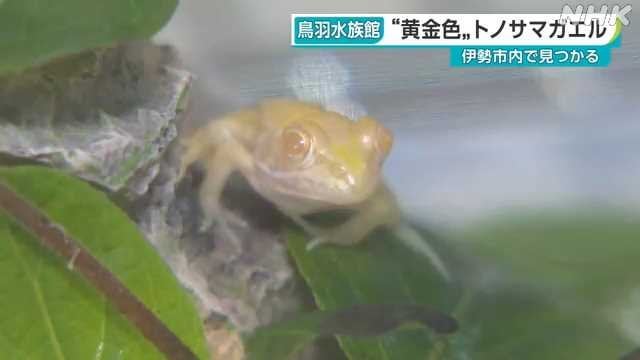 黄金色？トノサマガエルが鳥羽水族館で人気 三重・鳥羽