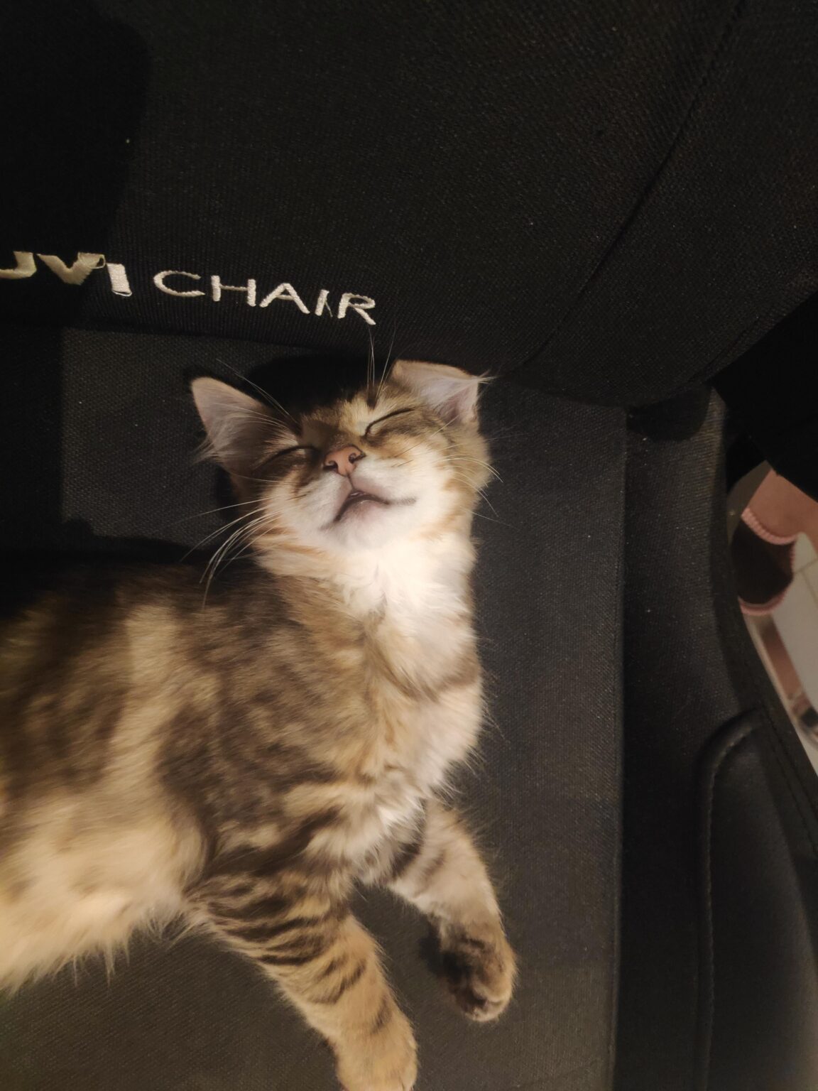 キャットボット