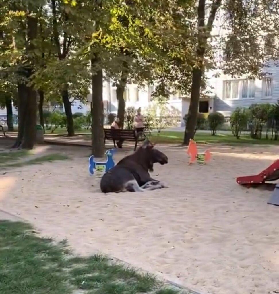 ポーランドでののんびりとした一日