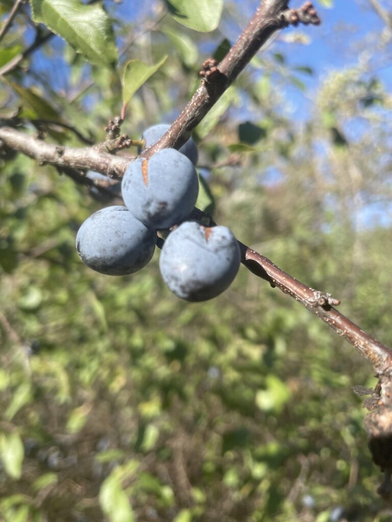 食用のベリー？