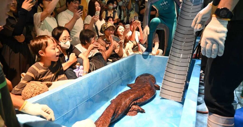 9月9日は「オオサンショウウオの日」 京都水族館で身体測定、歓声も