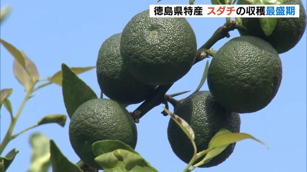 味も香りも良質 徳島県の特産「スダチ」の出荷が最盛期 京阪神を中心に全国各地へ