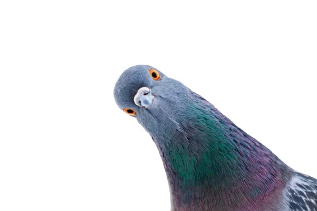 アメリカ：肛門呼吸するネズミ、泳ぐ死んだマス、ミサイルを誘導するハト