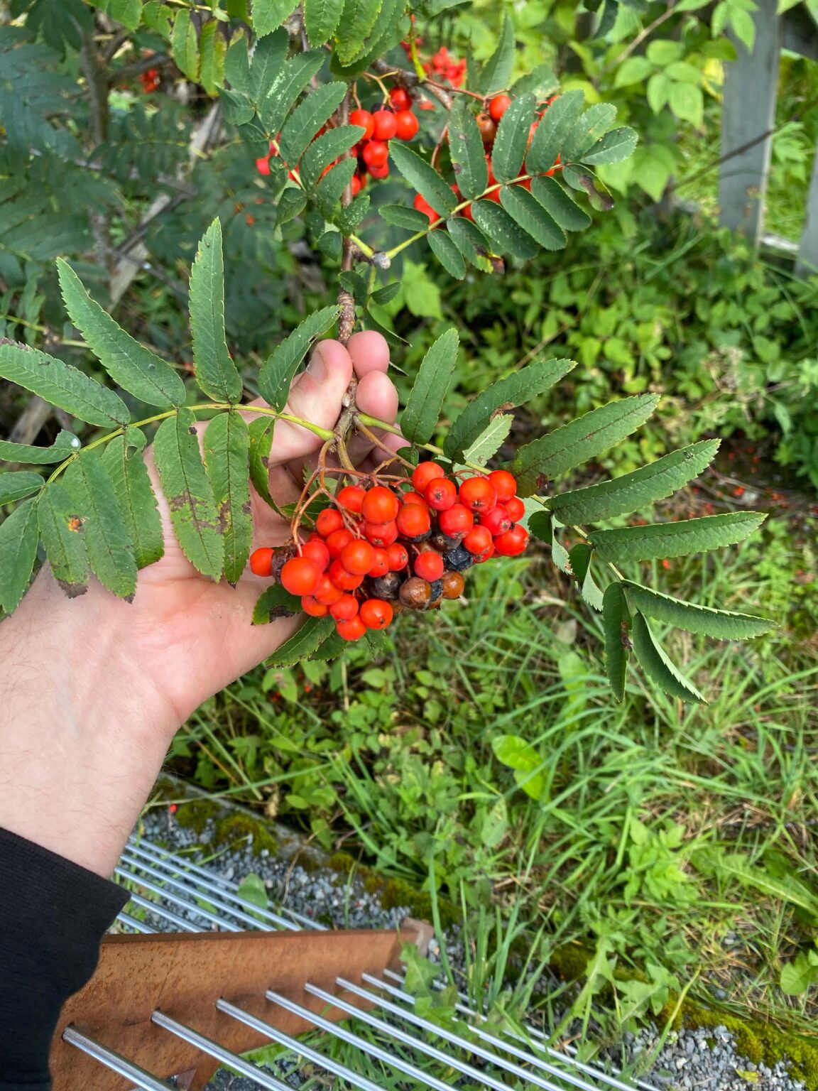 ノルウェー西部の至る所でこれを見かけるようになった
