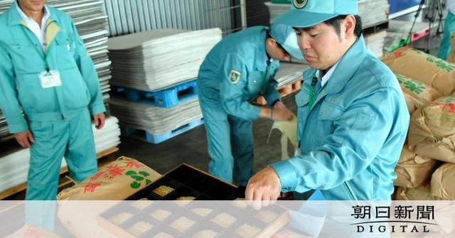 新米の1等米、8月末は16年ぶり低水準 全体では平年並み確保か