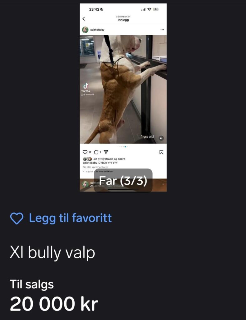 ノルウェーはXL Bullysを禁止する予定はありますか?