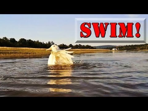 #アヒル 水泳シーズン開幕！