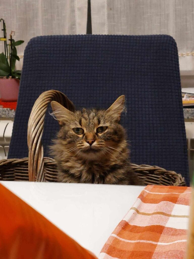 猫のミシが帰ってきた！