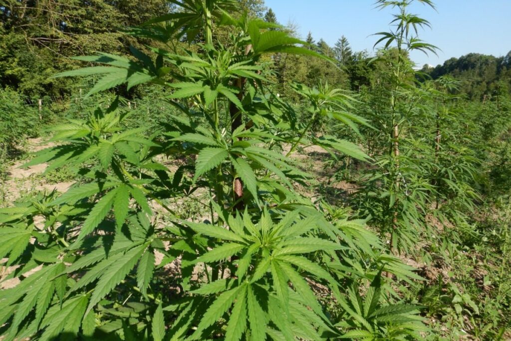 年末までに、大麻に関する新しい法律が準備される予定です