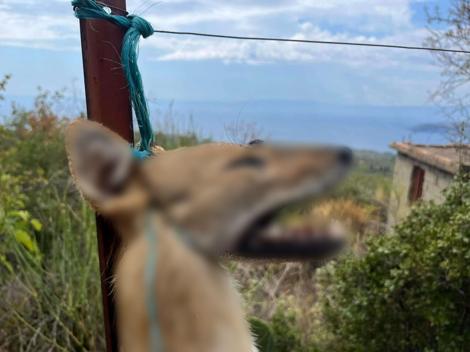 W.マニの嫌悪感 - 野生動物が柱に吊るされた