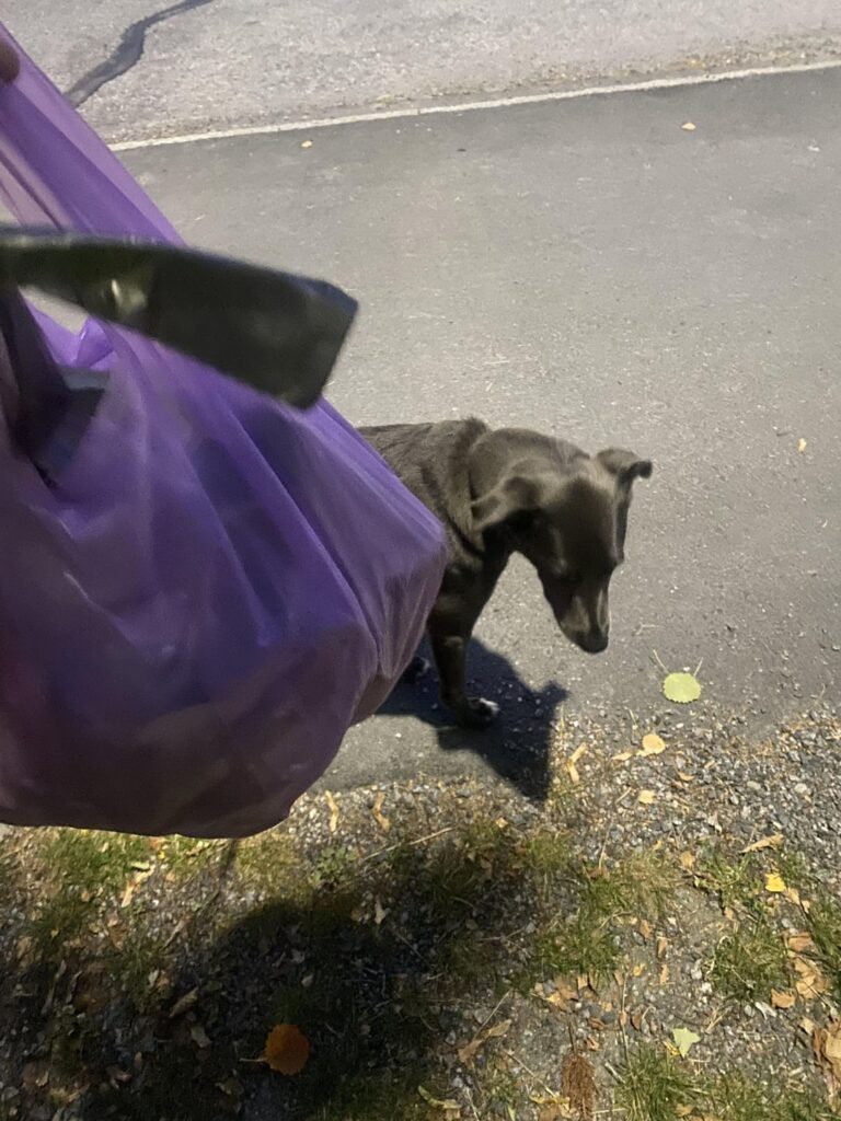 4日前からゴミ袋を持って犬の散歩でゴミ拾いをしました。 4日前からゴミ袋を持って犬の散歩でゴミ拾いをしました。