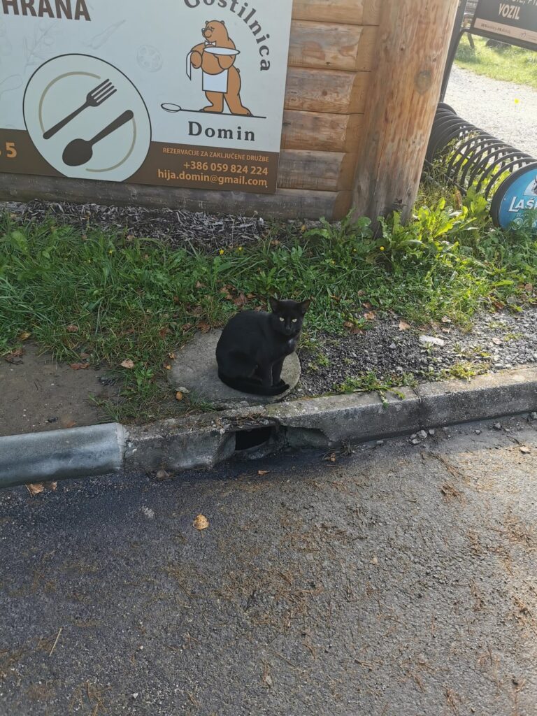 キャットボット