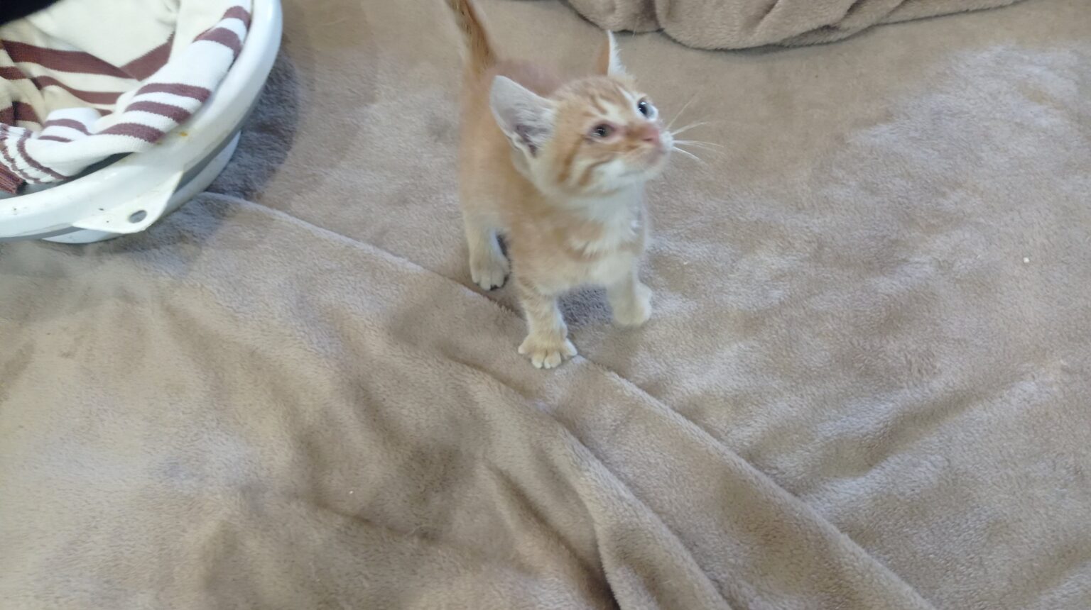 AMP で人里離れた場所で見つかった小さな子猫。誰が欲しいか知っている人はいますか?