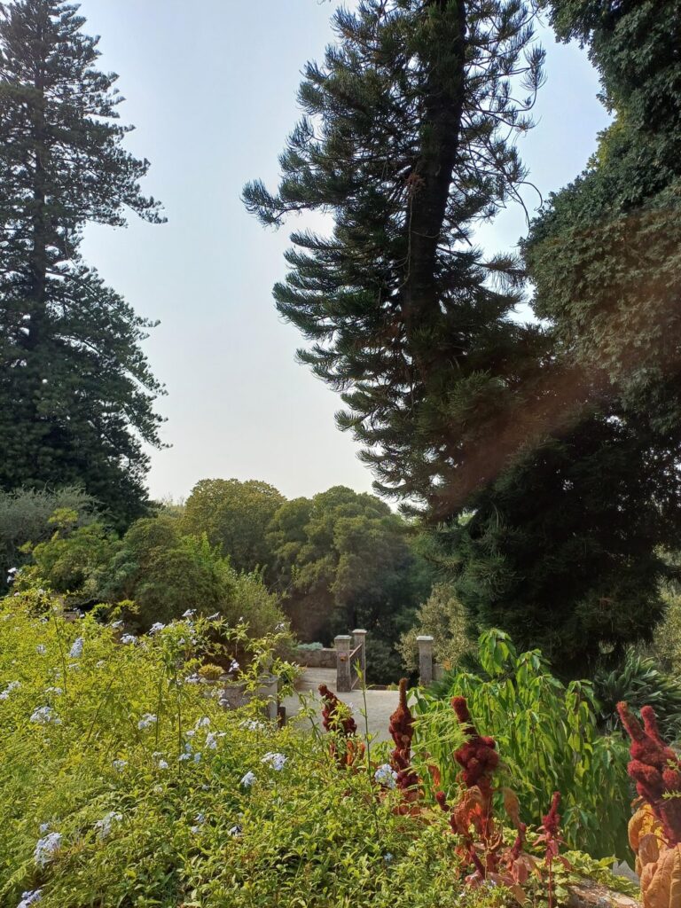 モンテイロ モール植物公園