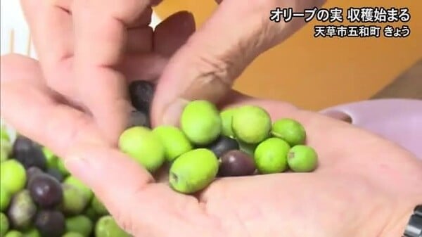 オリーブの実収穫始まる【熊本】