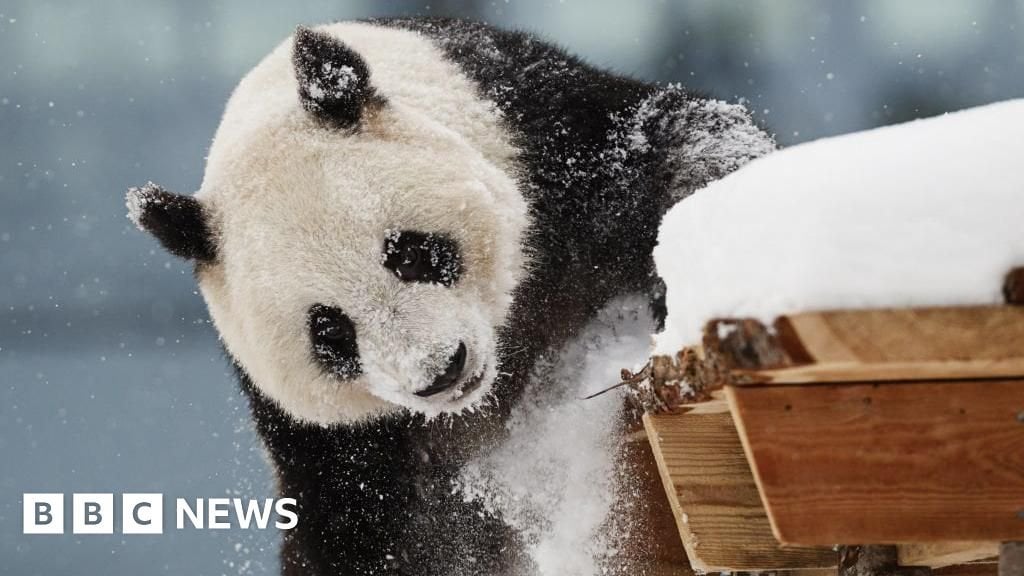 フィンランド、費用負担のためパンダを早期に中国に返還へ