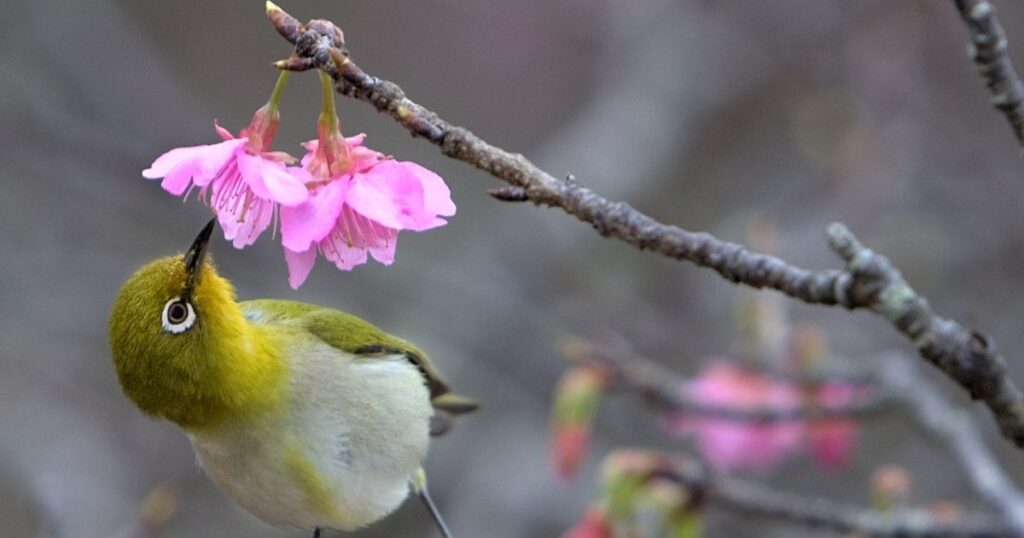 実は「親父ギャグ」は平安時代から使われていた…！相手をなごませる会話のコツ【古典的和歌は親父ギャグのオンパレード】