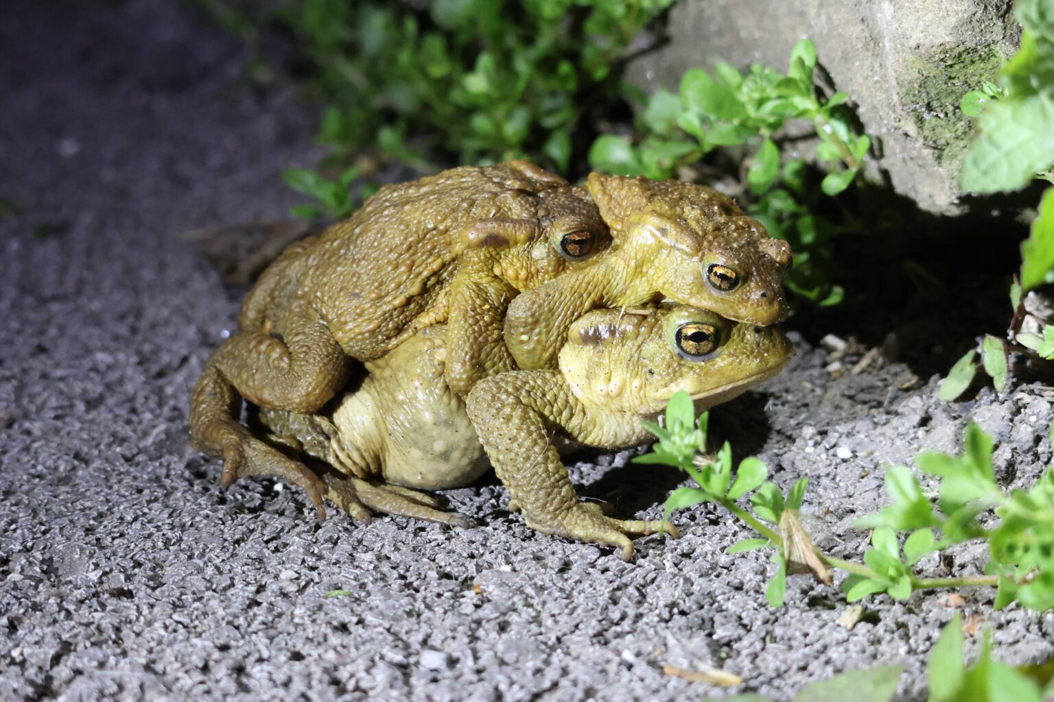 カンタブリア州でとても愛情深いイベリコヒキガエル (Bufo Spinosus)