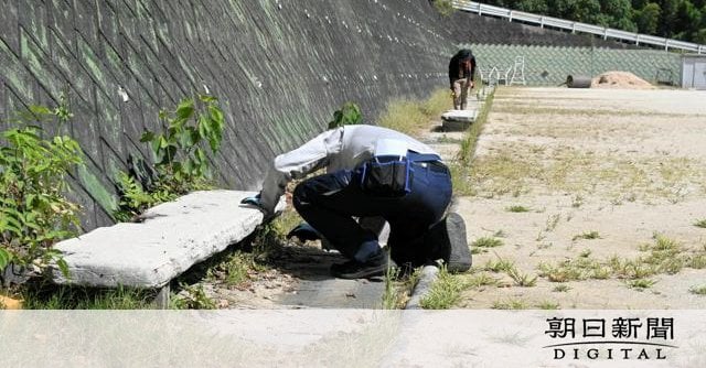 毒を持つセアカゴケグモ5匹、高校内で見つかる 健康被害はなし 山口県岩国市