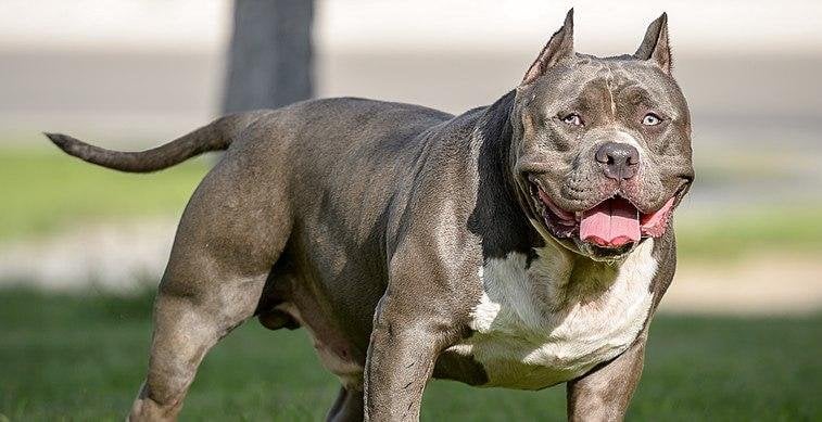アイルランドで闘犬禁止、スウェーデンへ送られる