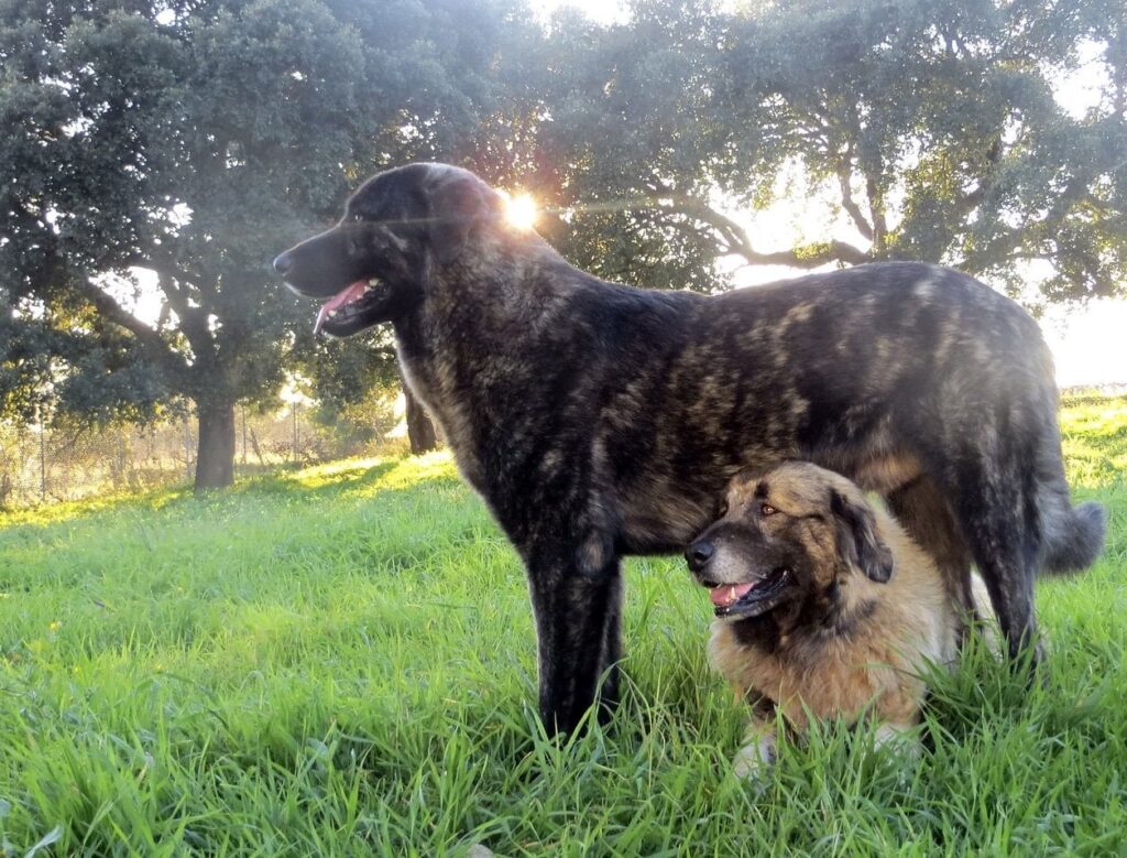 第 1 回世界セラ・ダ・エストレーラ犬の日