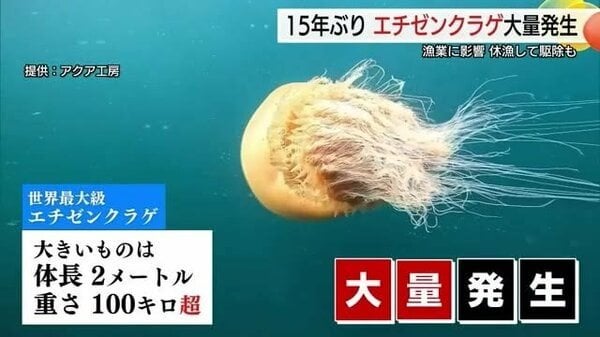 日本海で異変！？15年ぶり「エチゼンクラゲ」大量発生 休漁して駆除作業…漁業に打撃（鳥取）