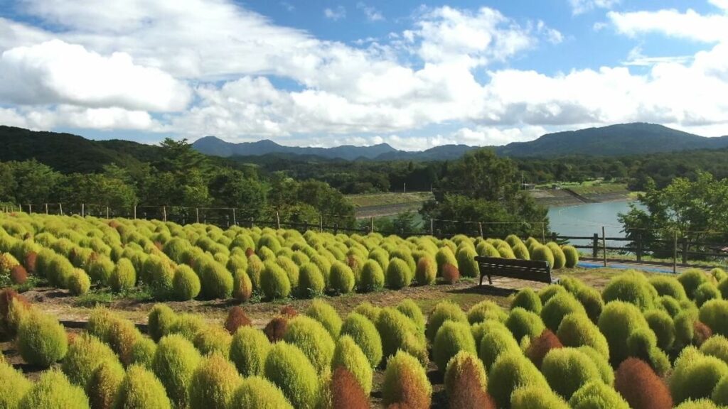 4000株のコキアが見頃に 紅葉のピークは10月中旬 大分農業文化公園るるパーク