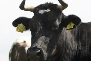 農業省 (MZe) が策定した獣医師法の改正と虐待からの動物の保護に関する法律の改正により、動物の管理に大幅な改善がもたらされます。チェコ共和国の食肉処理場にはカメラが強制的に設置されることになる。