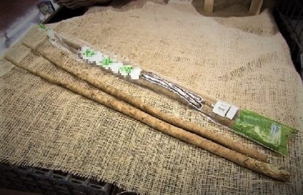 60代妻が ”ゴボウの束” で殴られる 72歳夫を逮捕 「脅そうと振り下ろしたら当たってしまった」 ”花瓶の片付け”めぐり口論の末に… 見かねた息子が110番通報 北海道札幌市