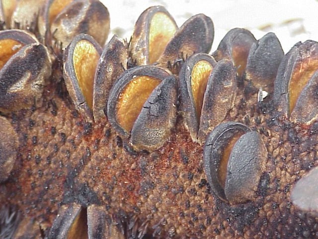 ユーカリは、種子を散布するために火に依存するように進化し、カプセルが熱で開き、種子を栄養豊富な灰の中に放出し、火災が発生しやすい環境での繁栄を助けると考えられていました。