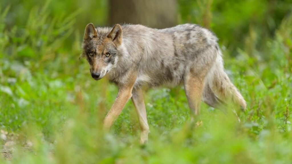 オオカミの増加に対するフェルウェの懸念：「失われた自由感」