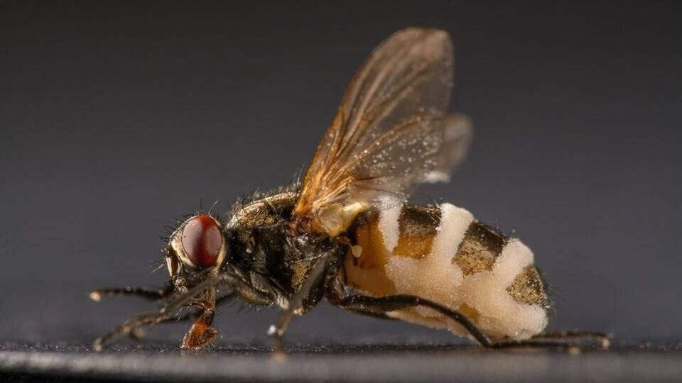 ゾンビハエに関する新たな知識は、デンマークの研究者が精神障害の治療薬を開発する際に役立つ可能性がある
