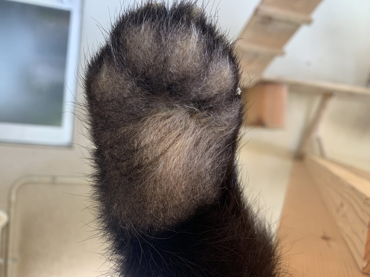 「これは何の動物の前足でしょう」⇒モフモフな肉球の持ち主の正体は…？ モフモフしている理由や足を観察しやすいタイミングも聞いてみた