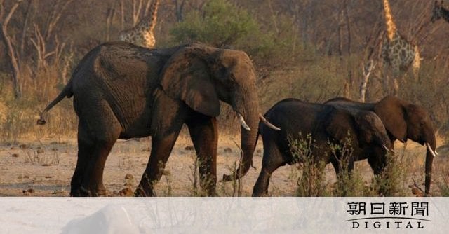 ジンバブエ、ゾウ200頭を殺処分し食料に 大規模干ばつで食糧難