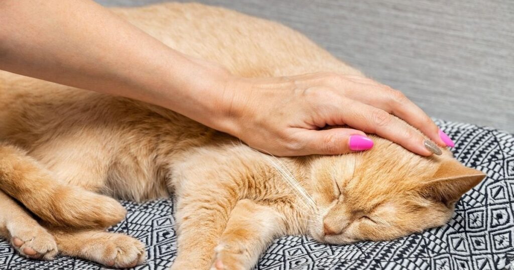 猫ドーラの悲劇的な物語は、すべての猫の飼い主への教訓となるはずです。「決して猫を与えてはいけません…」