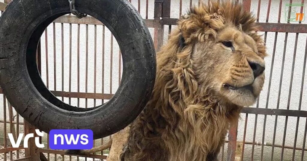 ウクライナのライオン、ローリの咆哮でアウツベルゲン住民は目が覚める：「彼は周囲を探索しているが、それには咆哮も含まれる」