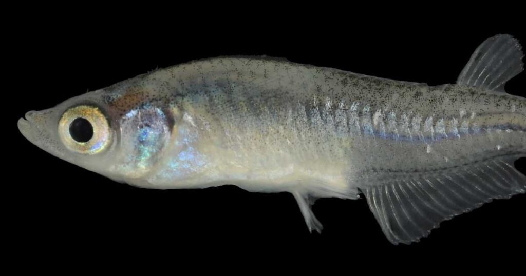 観賞魚メダカ、滋賀の野外水域で初確認 琵琶博など発表、生態系に影響の恐れ