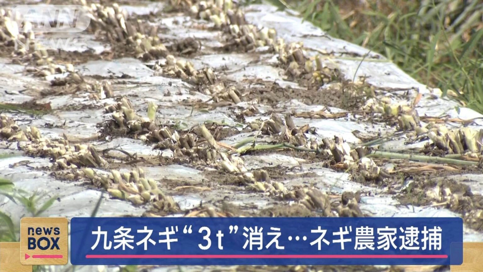 九条ネギを3トン以上盗んだ容疑で農家逮捕 ｜ 京都