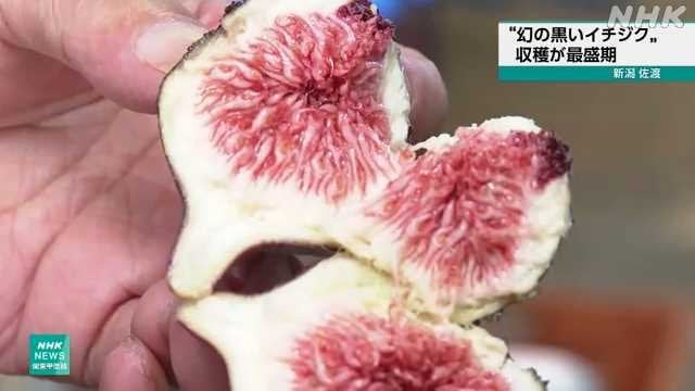 ”幻の黒いイチジク“収穫の最盛期 新潟 佐渡