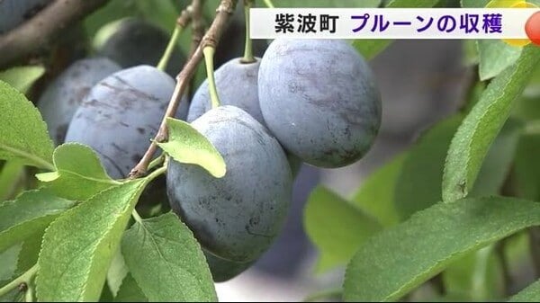 プルーンの収穫が最盛期 「例年以上の仕上がりに」 岩手・紫波町