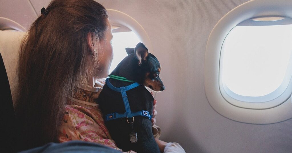迷子になった犬の隣を13時間飛行し、払い戻しを求めている