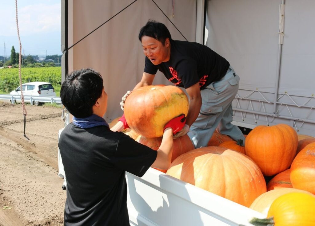 ハロウィーン用カボチャを収穫 長野県塩尻市