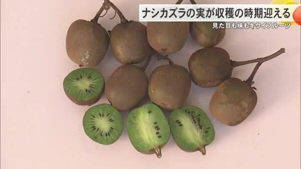 ナシカズラの果実が本部町で収穫の時期を迎える 見た目も味もキウイフルーツ