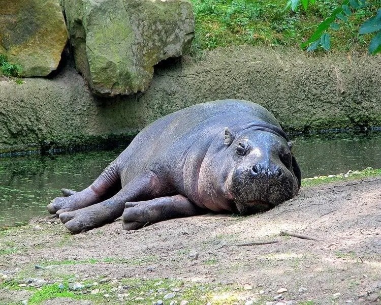 スヴラの起源