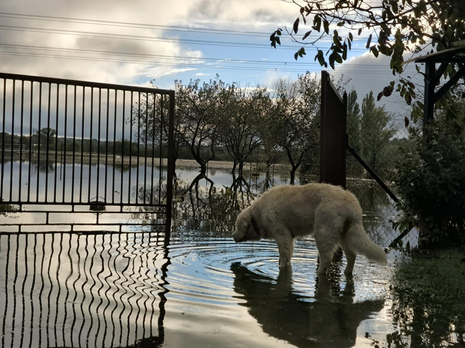 ちょうど雨が止んで、太陽が出てきました。カルヴィナ。