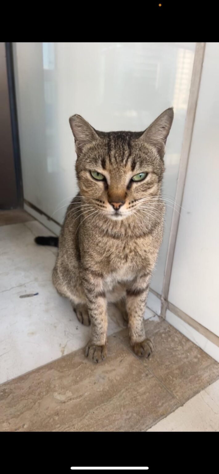 猫の品種を手伝ってください